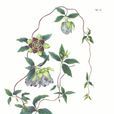 羊乳(桔梗科植物)
