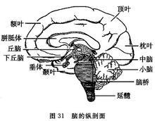 网状神经系统 网状神经系统
