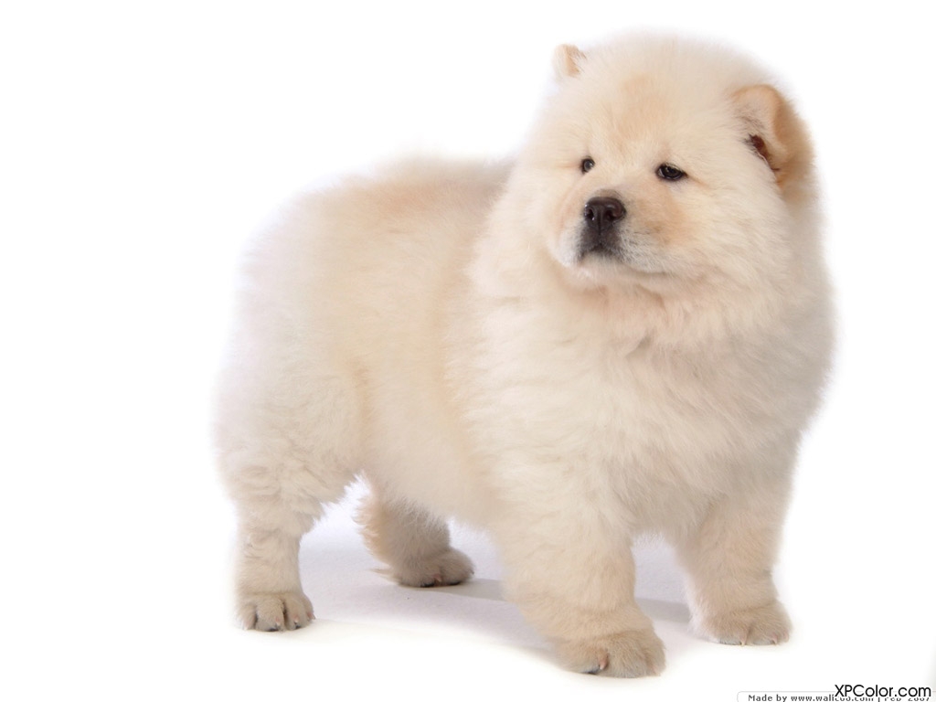 中华犬 中华犬