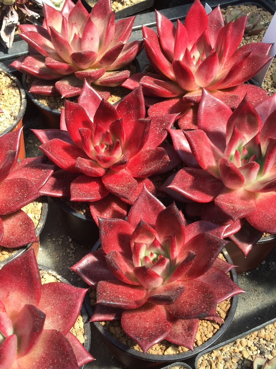 E.agavoides'RomeoRubin'(鲁宾) E.agavoides'RomeoRubin'(鲁宾)