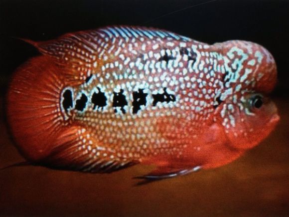 罗汉鱼 罗汉鱼