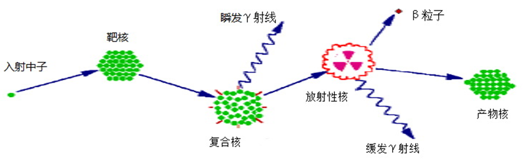 中子活化分析原理图 中子活化分析原理图