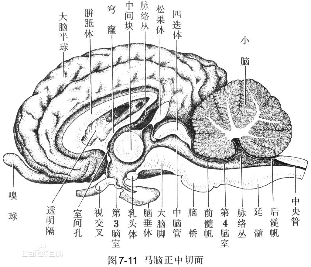 中枢神经系统(中枢神经)
