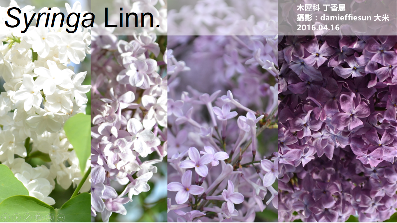 木犀科丁香属 丁香Syringa 木犀科丁香属 丁香Syringa