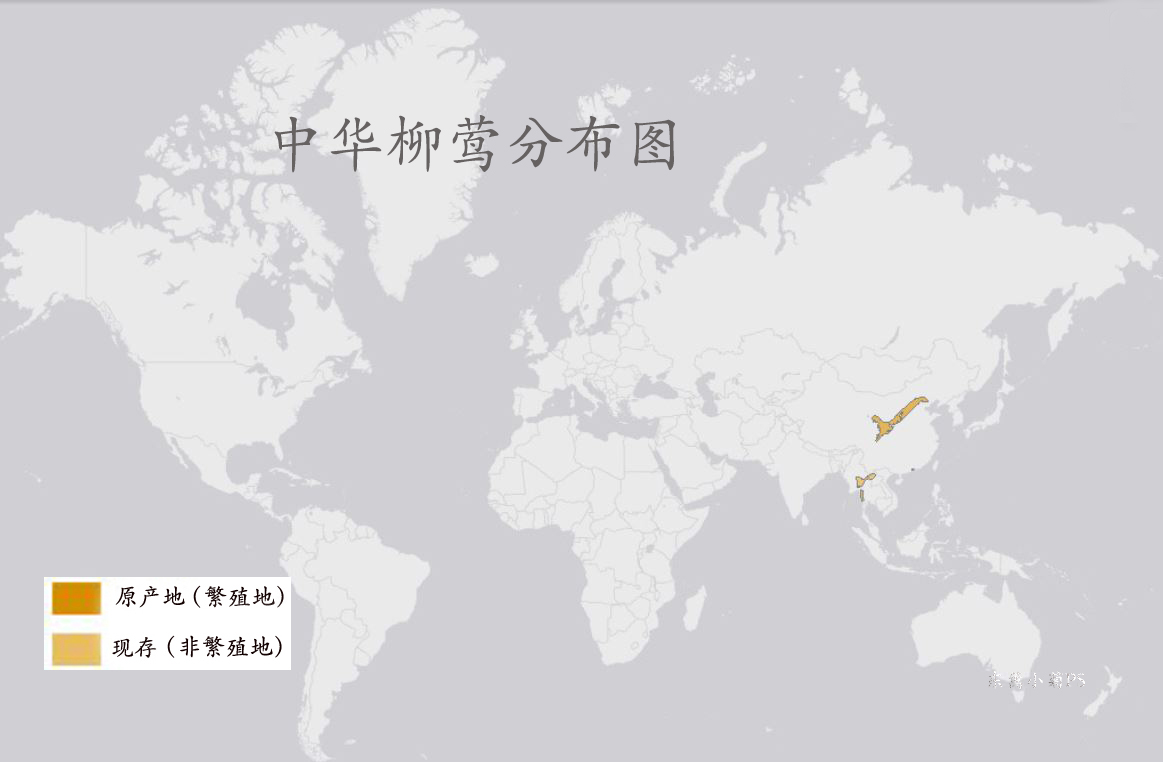 中华柳莺分布图 中华柳莺分布图