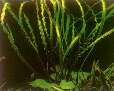 缎带椒草 缎带椒草