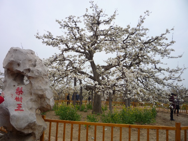 中华第一梨园风景区