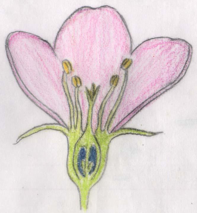 上位花 上位花
