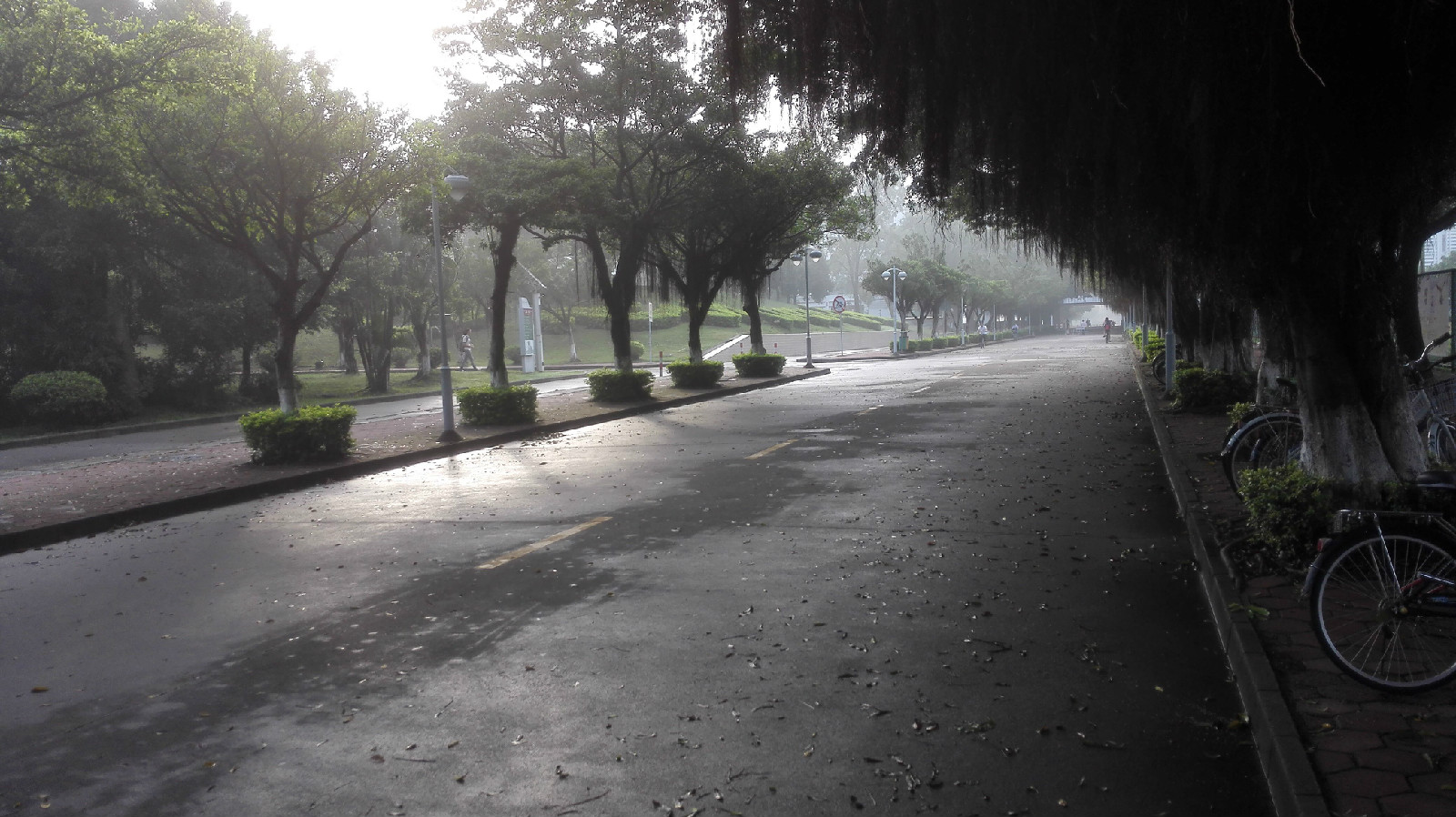 雨后清晨的逸仙大道 雨后清晨的逸仙大道