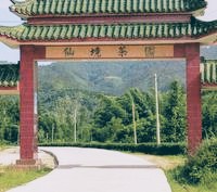 连州仙境茶园