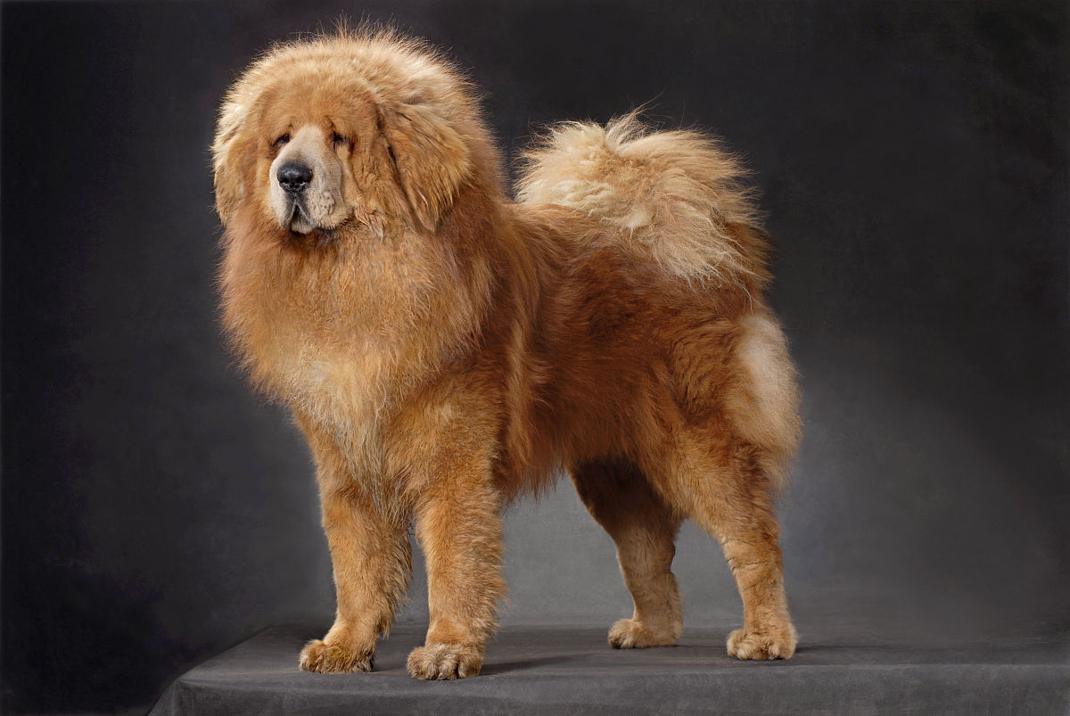 中华犬 中华犬