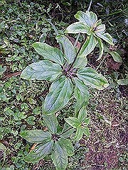 七叶一枝花 七叶一枝花