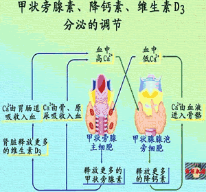 维持血清钙磷浓度的稳定 维持血清钙磷浓度的稳定