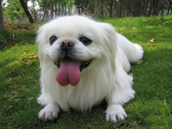 中华犬 中华犬