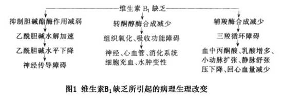 维生素B1缺乏神经病 维生素B1缺乏神经病
