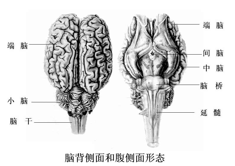 中枢神经系统(中枢神经) 中枢神经系统(中枢神经)