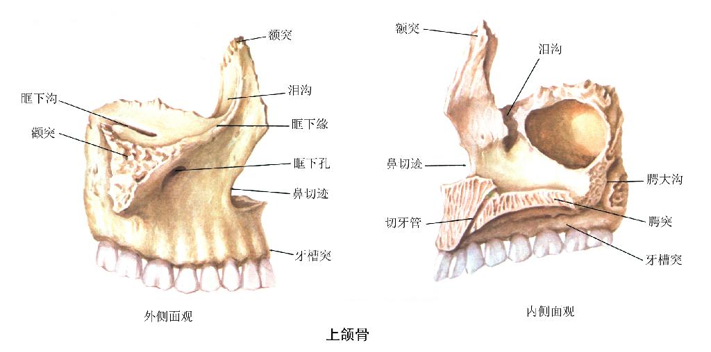 上颌骨