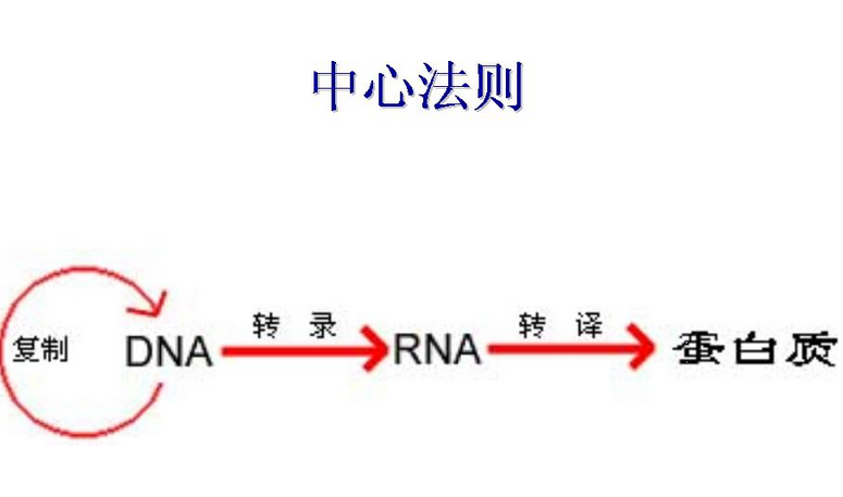 中心法则