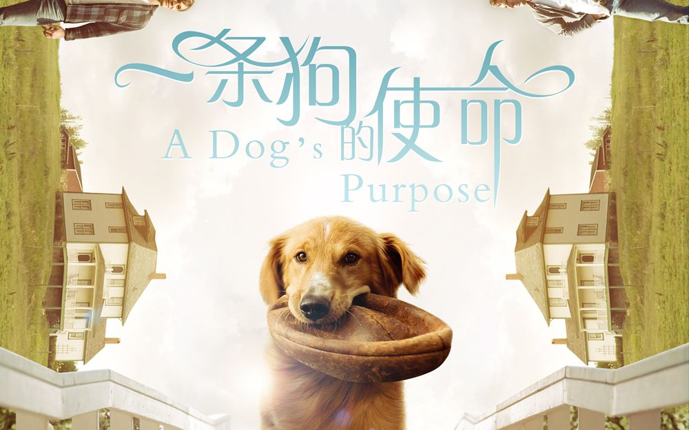 一条狗的使命(2017年美国电影)