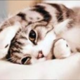 美国短毛猫
