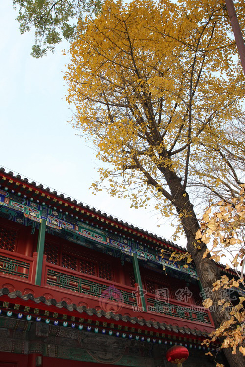 院景 院景