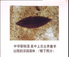 浮游藻体 浮游藻体