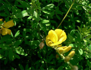 金雀花 金雀花