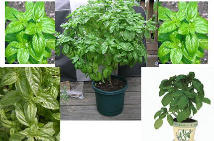 basil-罗勒 basil-罗勒