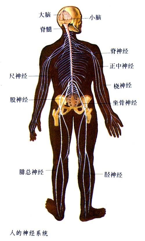 中枢神经系统 中枢神经系统