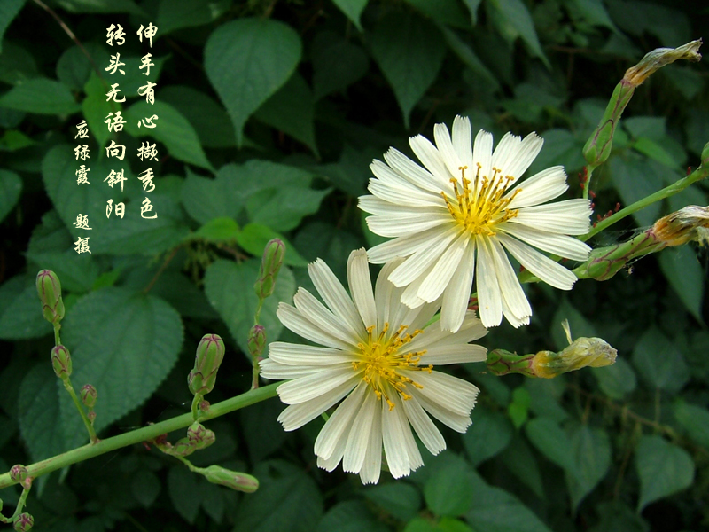 《唐本草》记载植物 《唐本草》记载植物