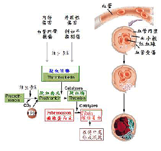 维生素K凝血作用 维生素K凝血作用