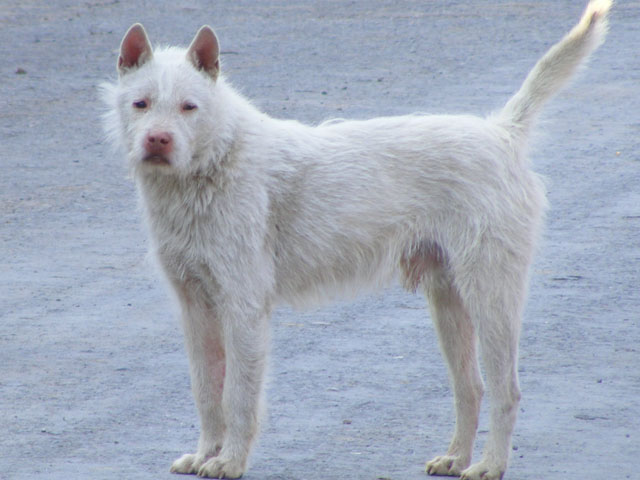 中华犬 中华犬