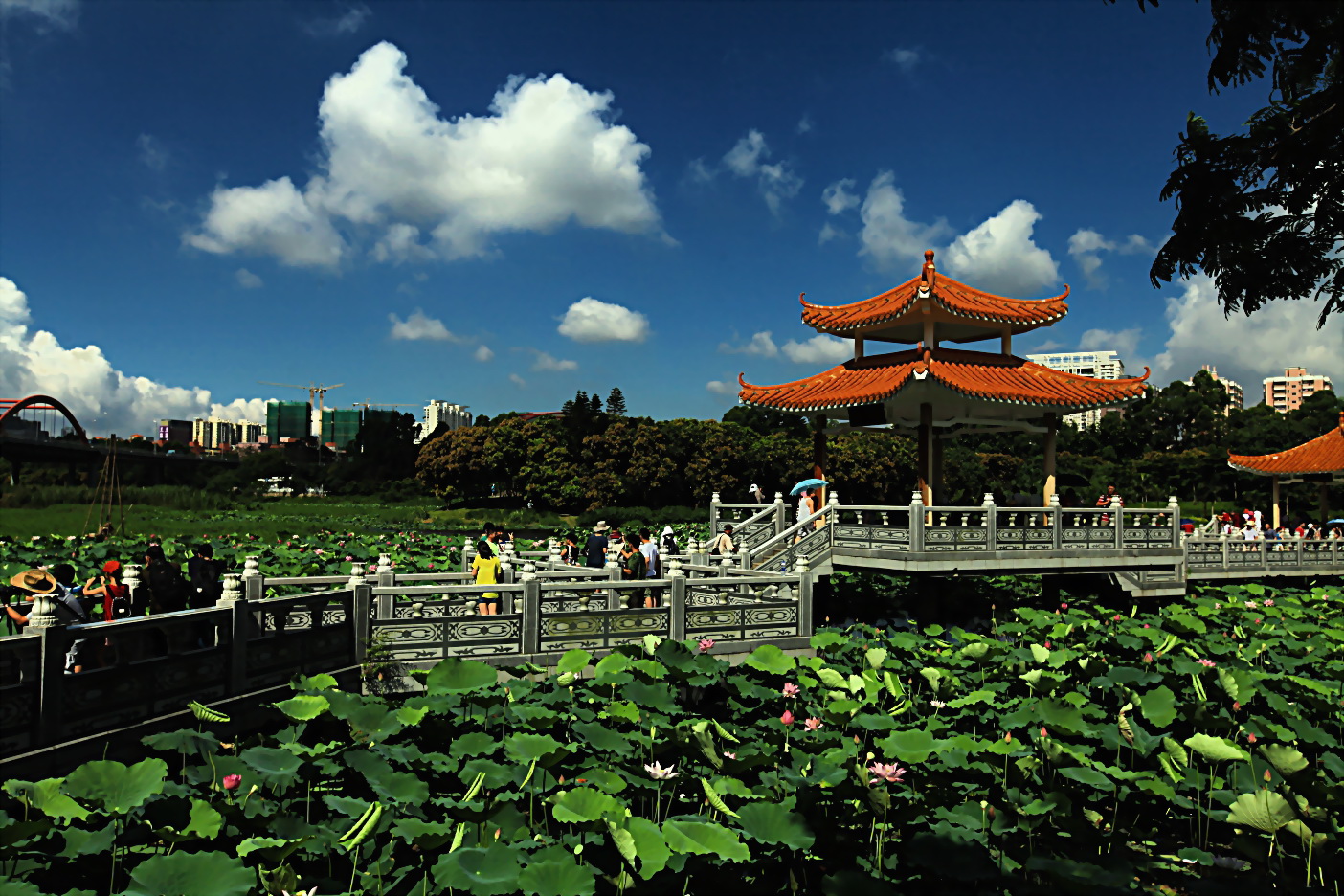 洪湖公园 洪湖公园