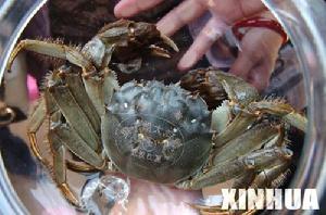 中华绒螯蟹 中华绒螯蟹