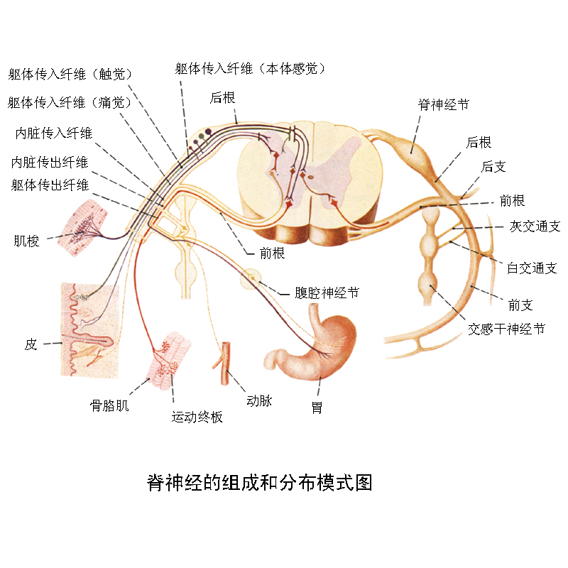 中枢神经系统(中枢神经) 中枢神经系统(中枢神经)