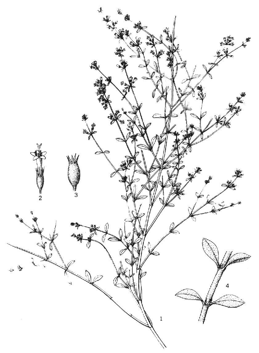丁茜 丁茜