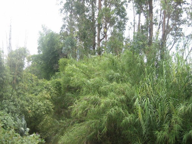中大茨坪村生态林 中大茨坪村生态林