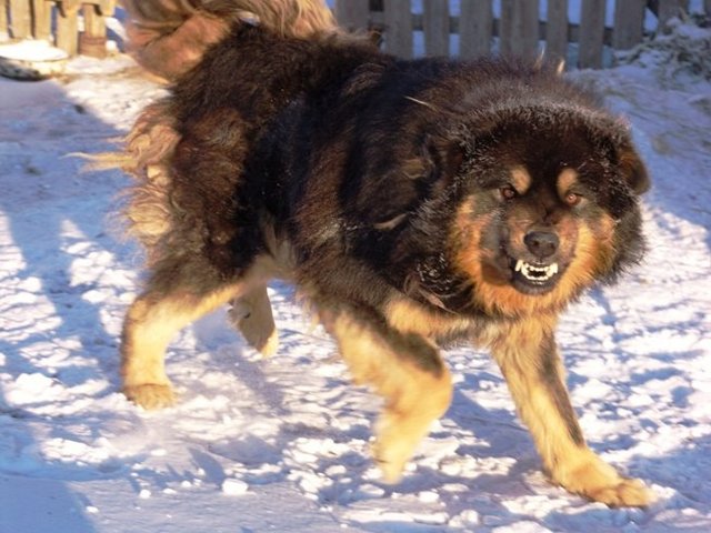 中华犬 中华犬