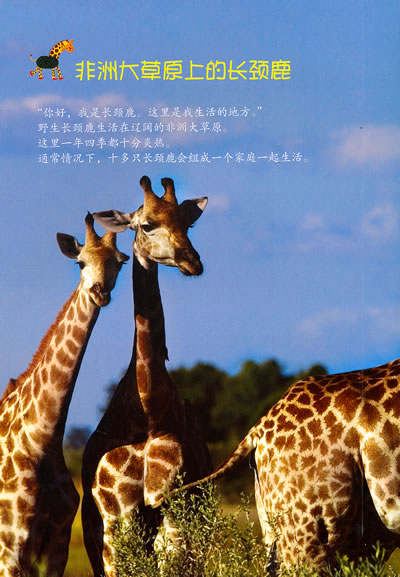 “巨人”长颈鹿