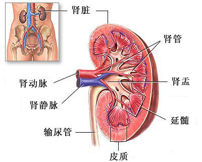 肾脏的结构 肾脏的结构