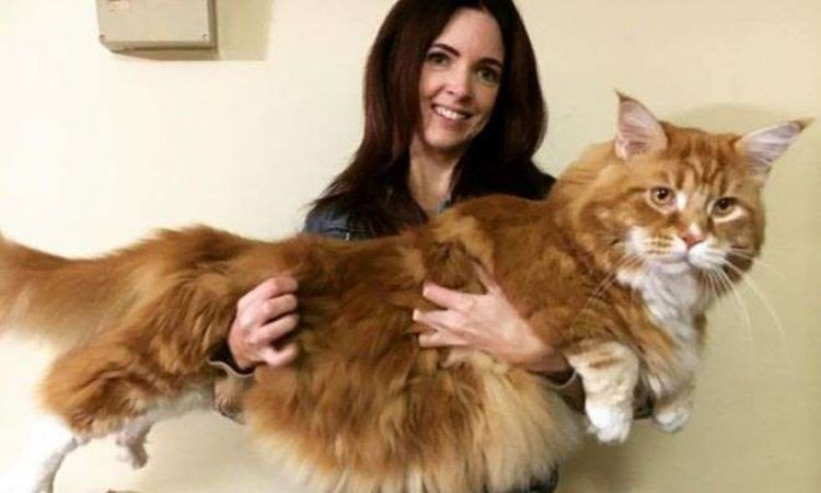 缅因猫 缅因猫