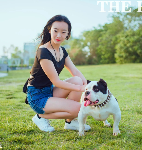 美国恶霸犬 美国恶霸犬