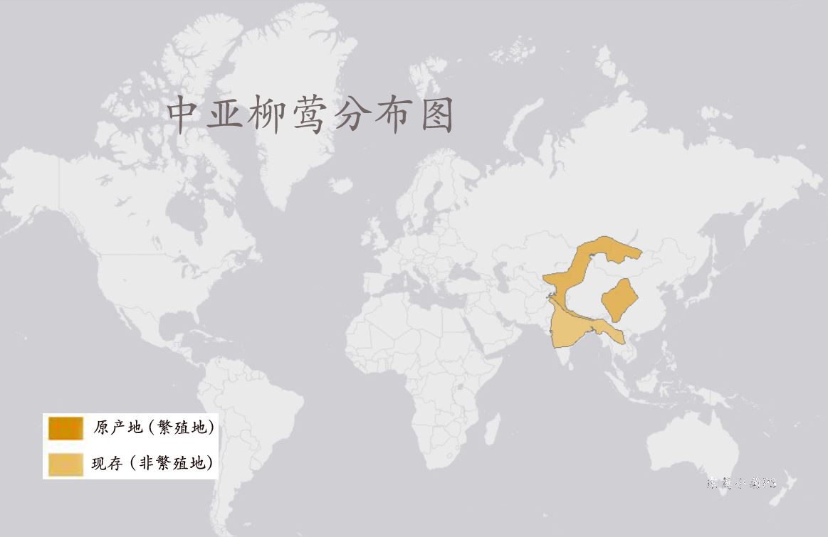中亚柳莺分布图 中亚柳莺分布图