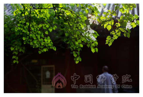 院景 院景