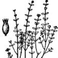 丁茜(国家Ⅱ级重点保护野生植物)