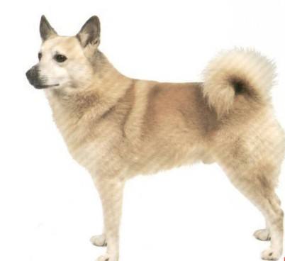 中华田园犬 中华田园犬