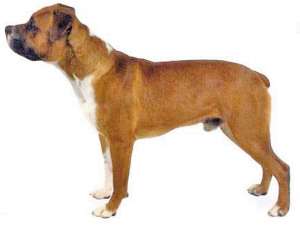 美国斗牛犬 美国斗牛犬