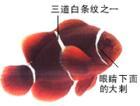 三带双锯鱼 三带双锯鱼