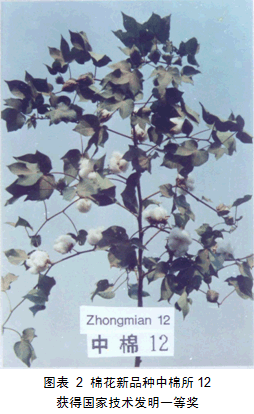 新品种中棉12 新品种中棉12