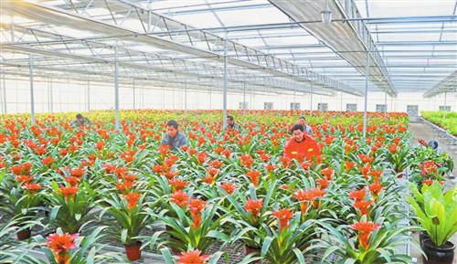 北极花谷 北极花谷